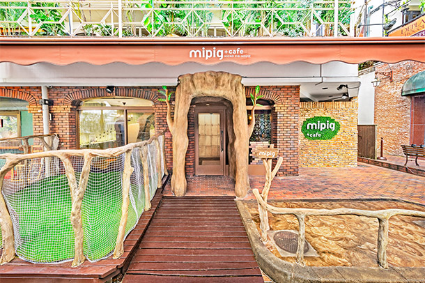 mipig cafe 原宿店