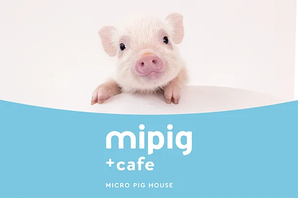 mipig cafe Kobe Sannomiya
