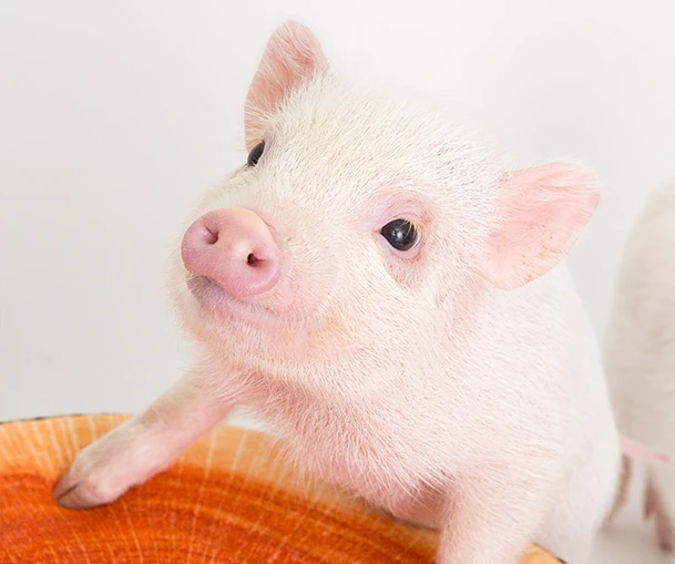 mipig cafe 原宿店 使用须知