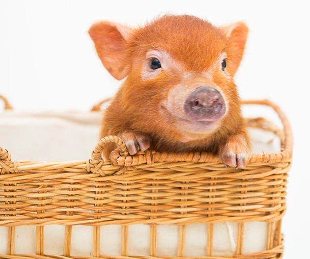 mipig cafe 永旺梦乐城 LakeTown店 使用须知