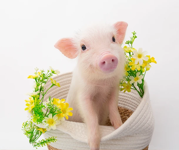 mipig cafe 大阪店 使用须知