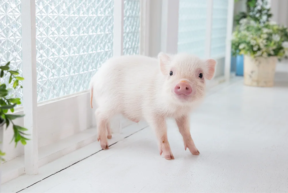 【mipig cafe イオンモール名取店】6/27オープン、ご予約を開始いたしました。