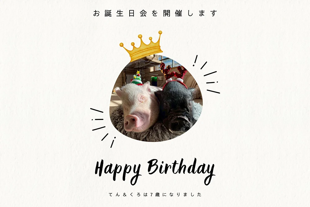 【mipig cafe 目黒店】限定イベント開催！てんちゃん・くろちゃんの7歳のお誕生日会のお知らせ