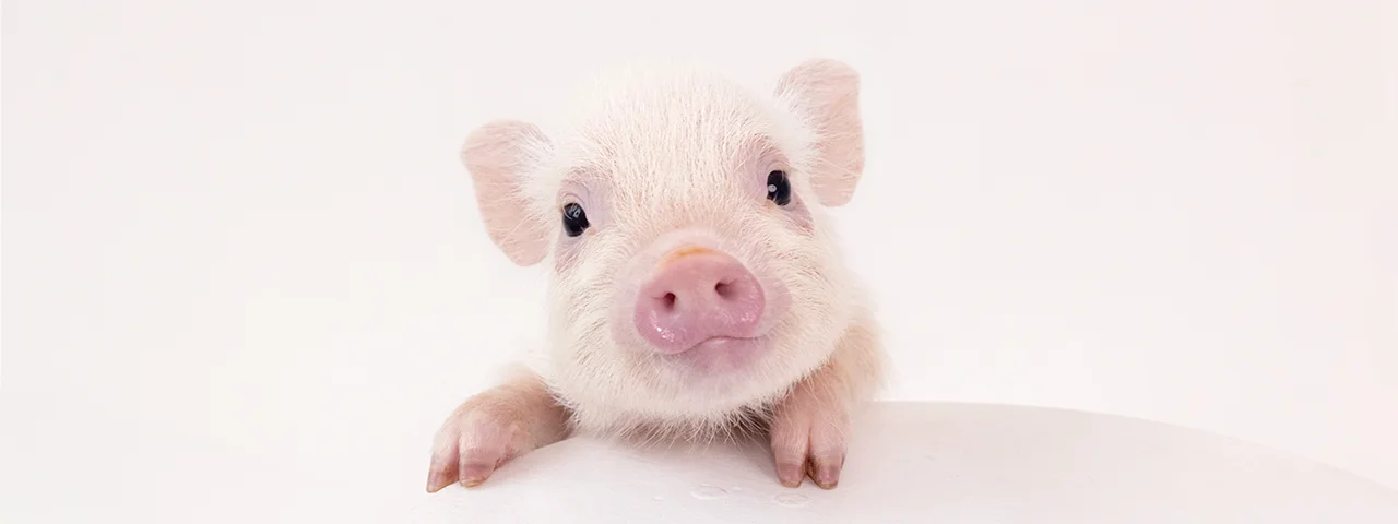 mipig cafe 神戸三宮店